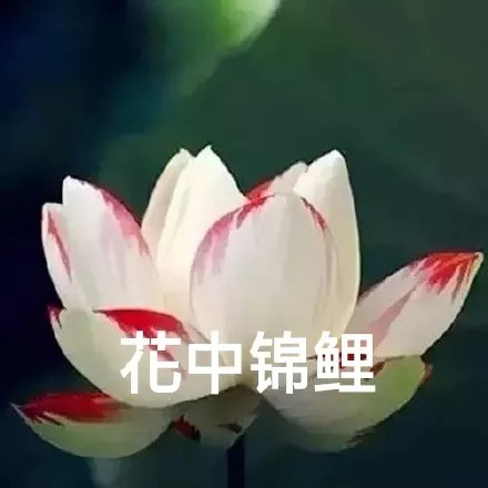 最后锦鲤保佑您平安又和乐