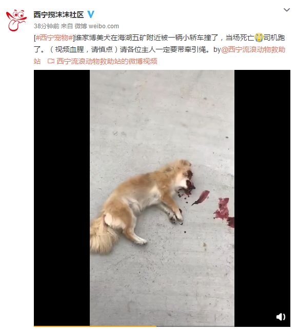 争执不下!海湖新区一狗狗被撞死,狗主人与司机到底谁该负责?