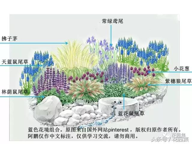 手把手教你如何打造蓝色主题花境和花园