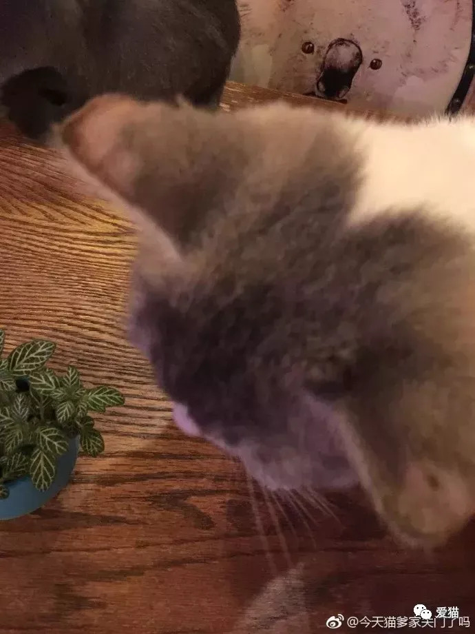 这家虐猫的猫咖竟能开了十多年,简直就是合肥之耻!