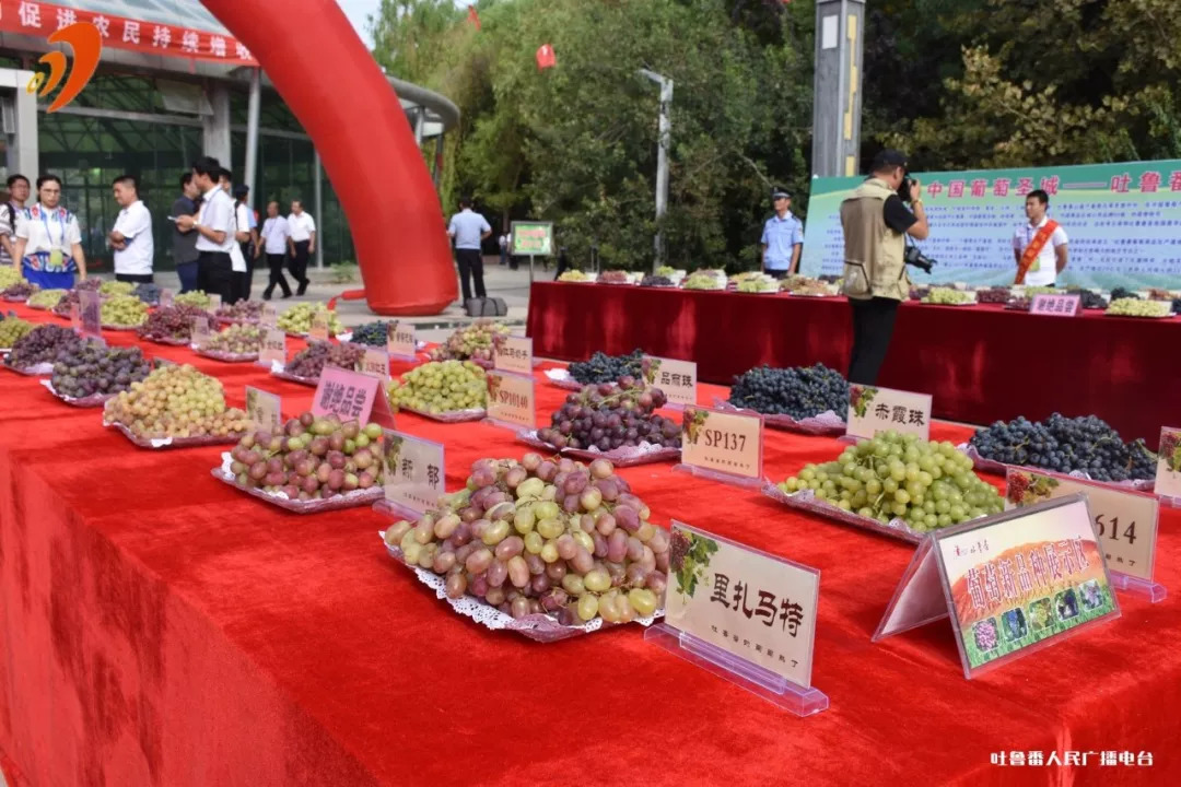 百种鲜食葡萄品尝展示及评比大赛活动添彩葡萄节