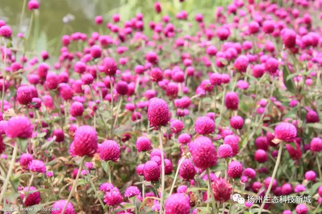 头条丨秋季赏花节来啦赏花指南先睹为快早鸟福利票限量抢购