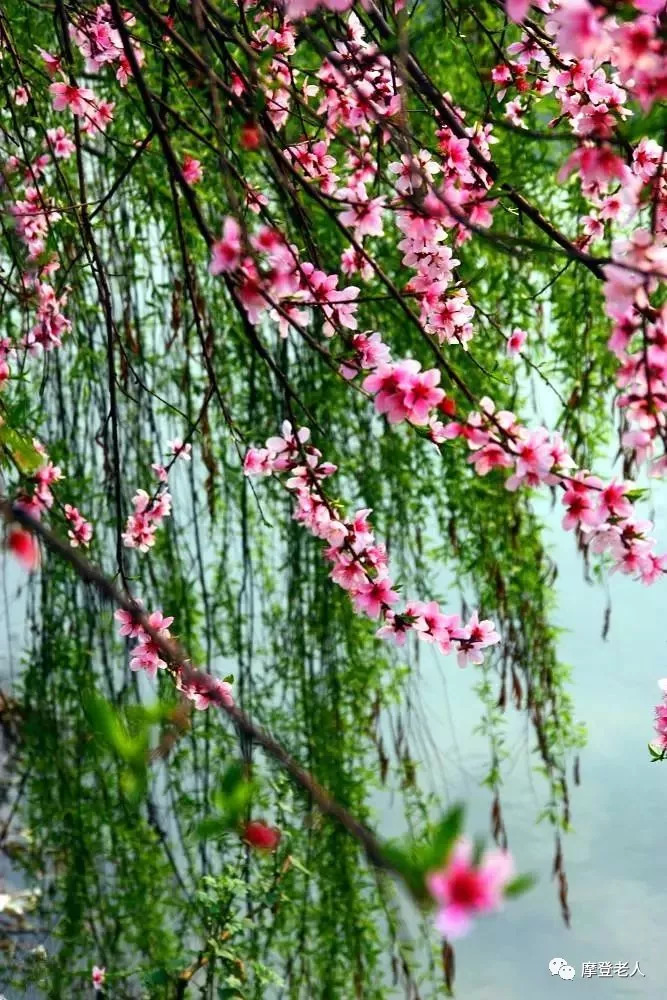 早上好,一首《桃花美桃花开》送给每一位朋友,简直美醉了!