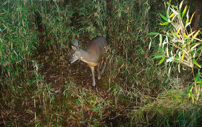 目前,国际自然保护联盟(iucn)给林麝评定的保护状况等级为 濒危(en).