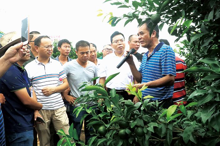 (种植户们在位于南宁市武鸣区的沃柑种植基地实地考察学习.蓝必贤摄)