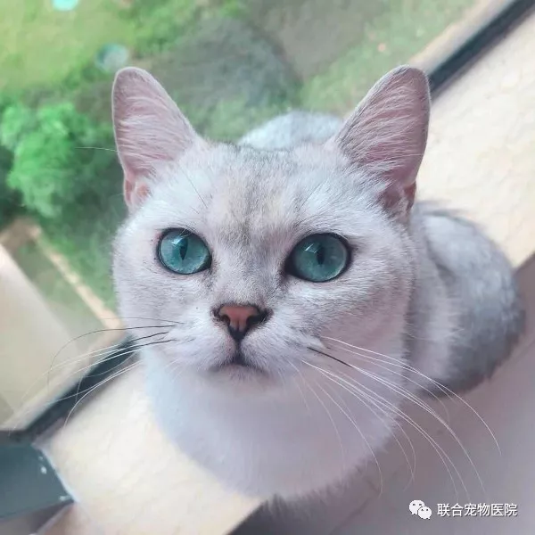 土猫配饰品怎么搭_蓝猫和土猫配的孩子(2)