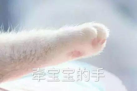 猫咪牵手表情包:牵宝宝的手