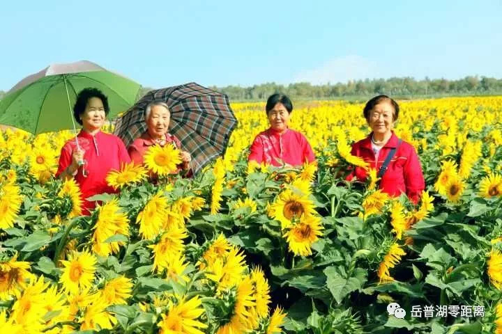 岳普湖特色种植促增收百亩花海醉游人