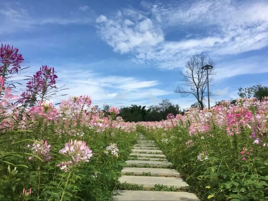 毕节这个公园贵州最大的城市湿地公园