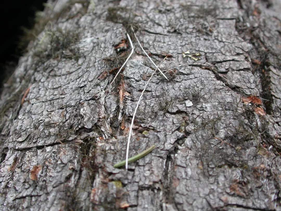 林麝(moschus berezovskii)粪便和毛发的识别特征.