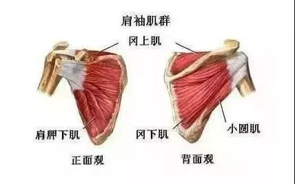 血供不足  肩袖部位供血不足,导致肩袖老化退变,从而发生损伤.