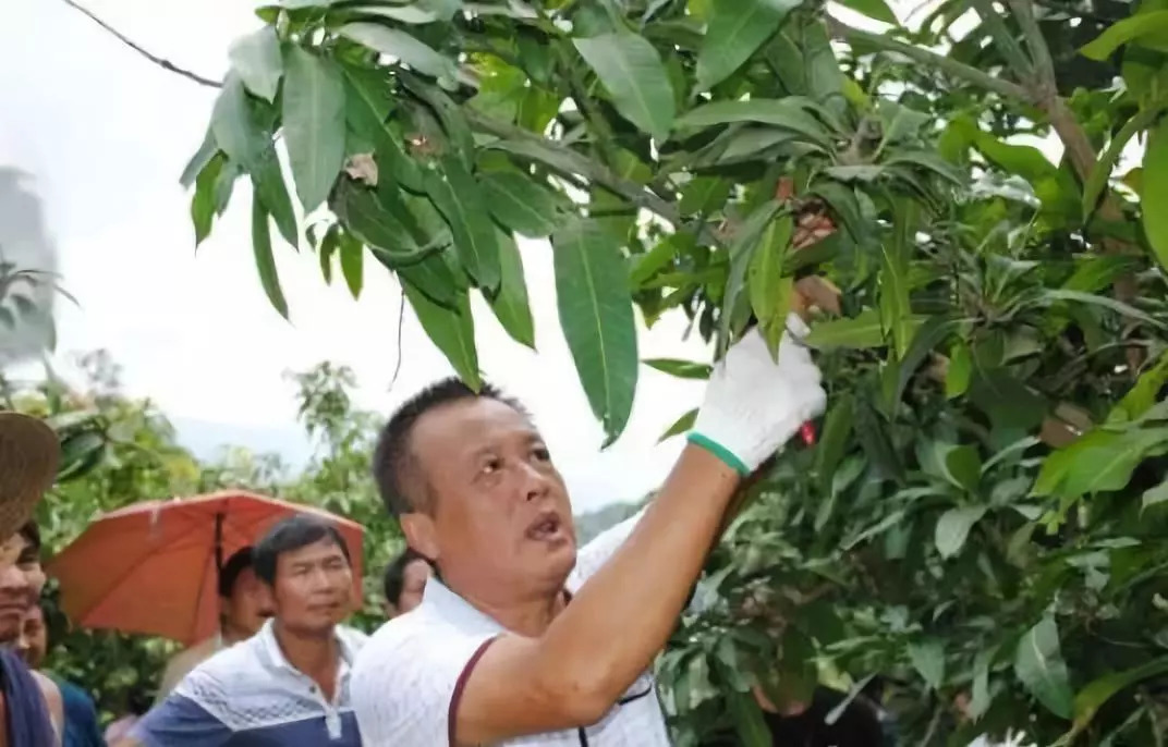 芒果树生长期修剪小技巧,赶紧学学