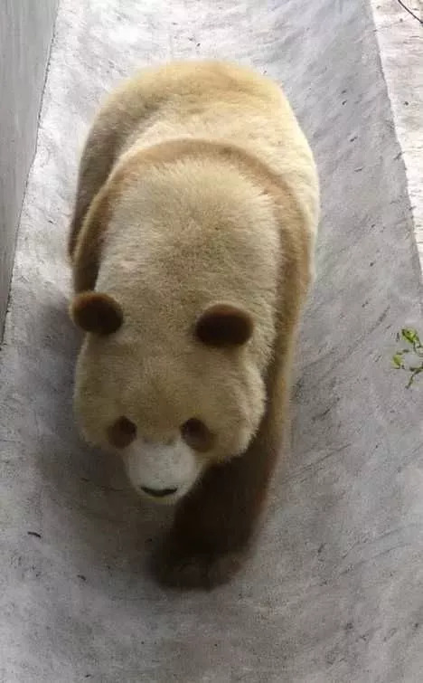 楼观这只全球唯一圈养棕色大熊猫七仔就要当爹