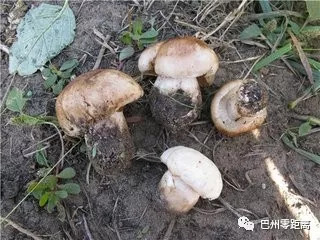 【老包讲故事】天山雷菇的故事_口蘑