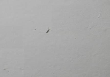 为什么墙壁上有小虫