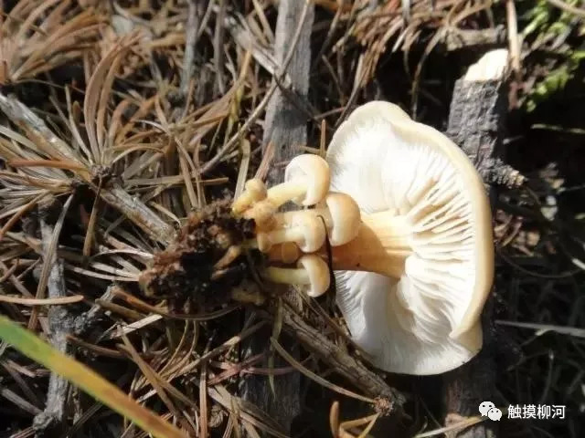 白的,黄的,褐色的,形状更是千奇百怪,这蘑菇的种类也真够多的