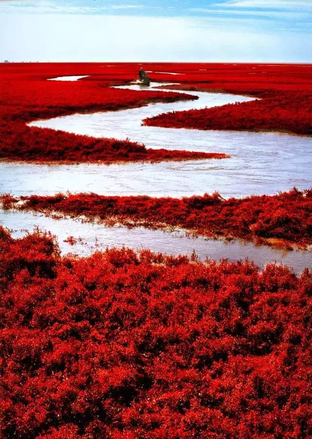 中国有片血色海洋,一年只红一次,风景美到窒息!
