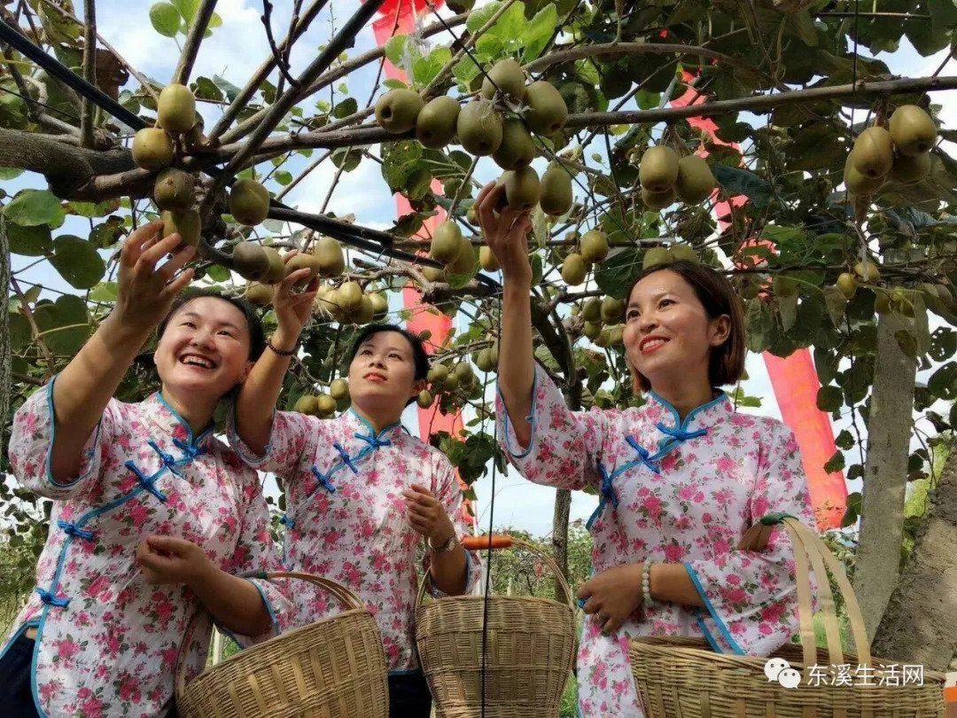 第四届中国·苍溪红心猕猴桃采摘节在歧坪镇天新现代农业园区开幕