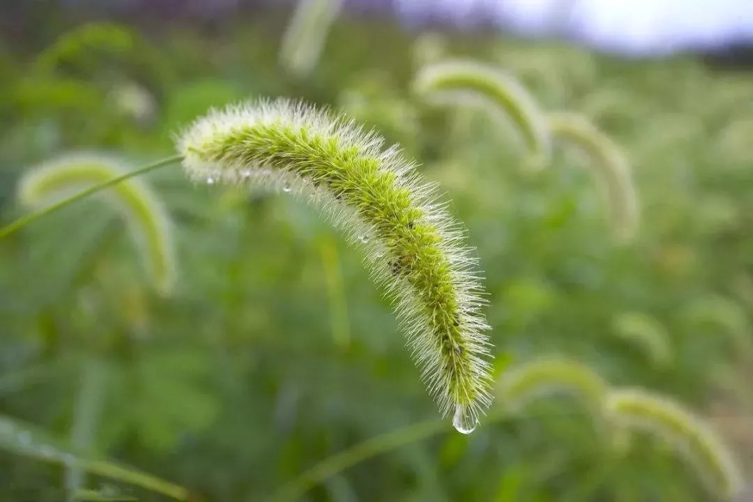 在神犬窃谷的时候,不小心粘到了一种野草的种子,带到人间,就是狗尾草