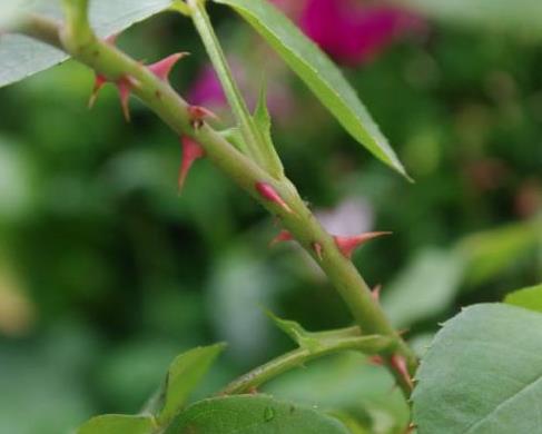 玫瑰属落叶灌木,刺为茎刺,茎和刺一色一体,茎上均为密生针刺和刚毛