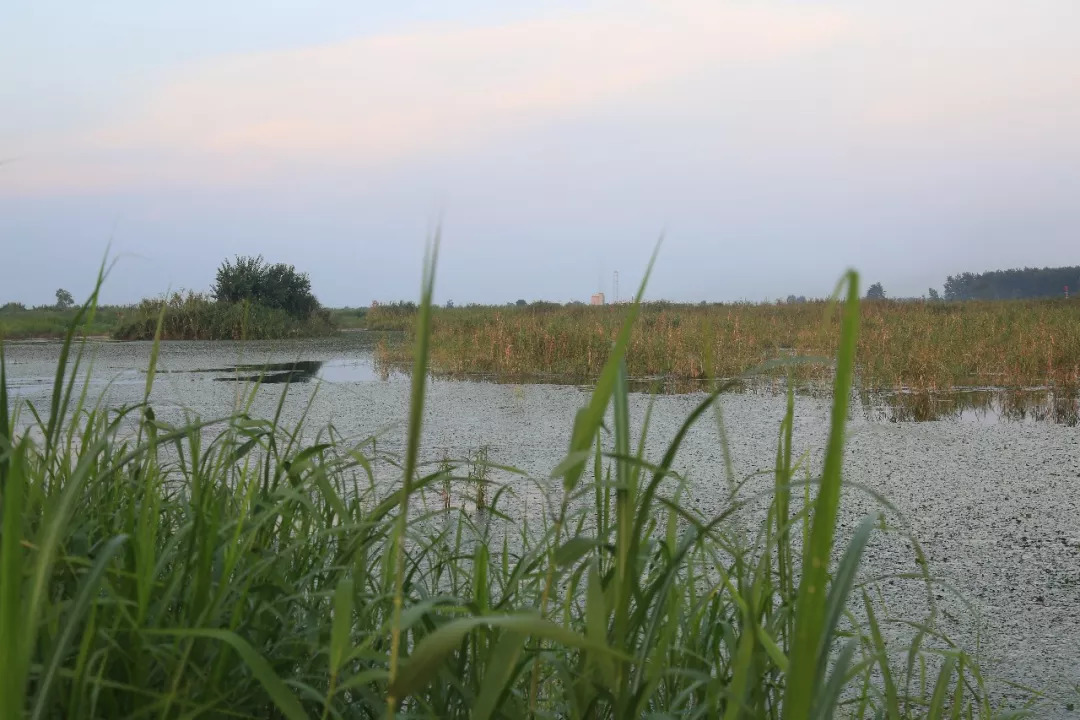 西洞庭湖湿地.