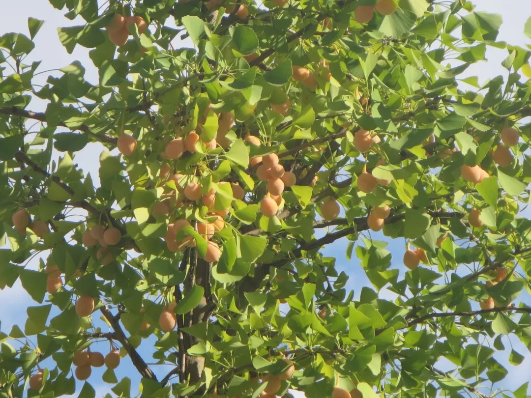 又逢一年金秋季 银杏树果挂枝头