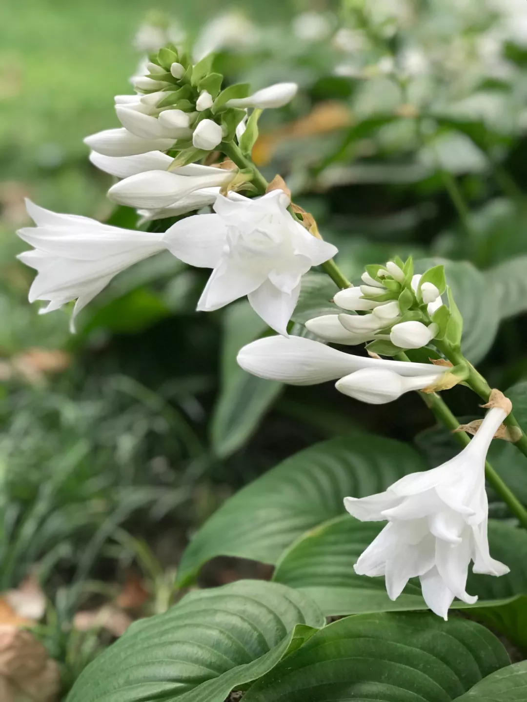 斑葉玉簪花 – 菁芳園綠生活