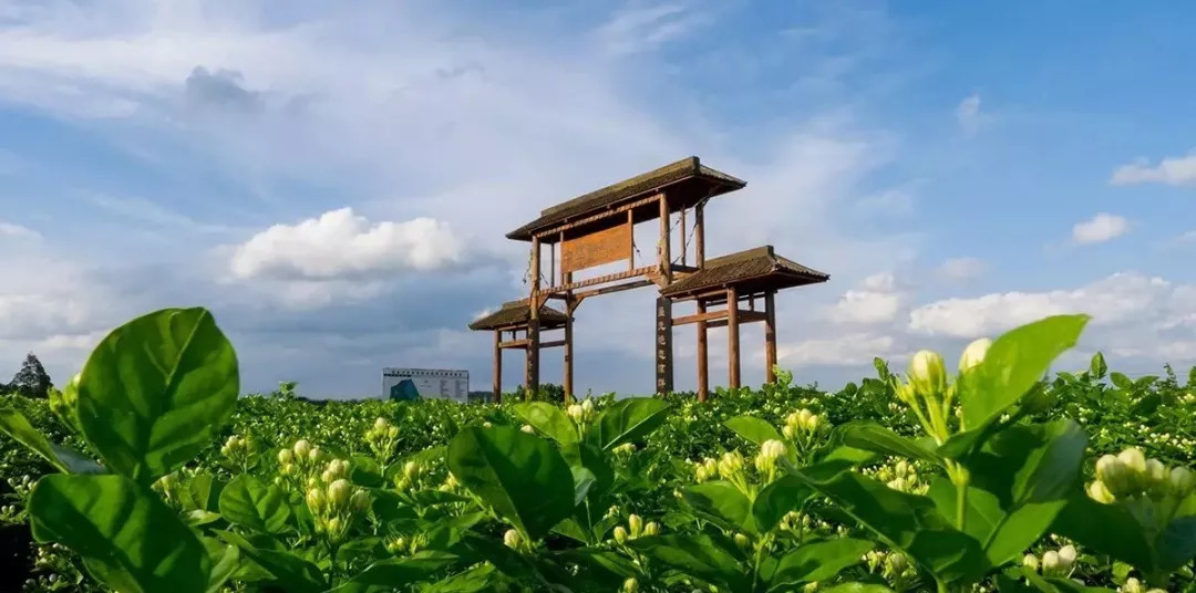 赏花喽横县万亩茉莉花西津湖风景区休闲一日游