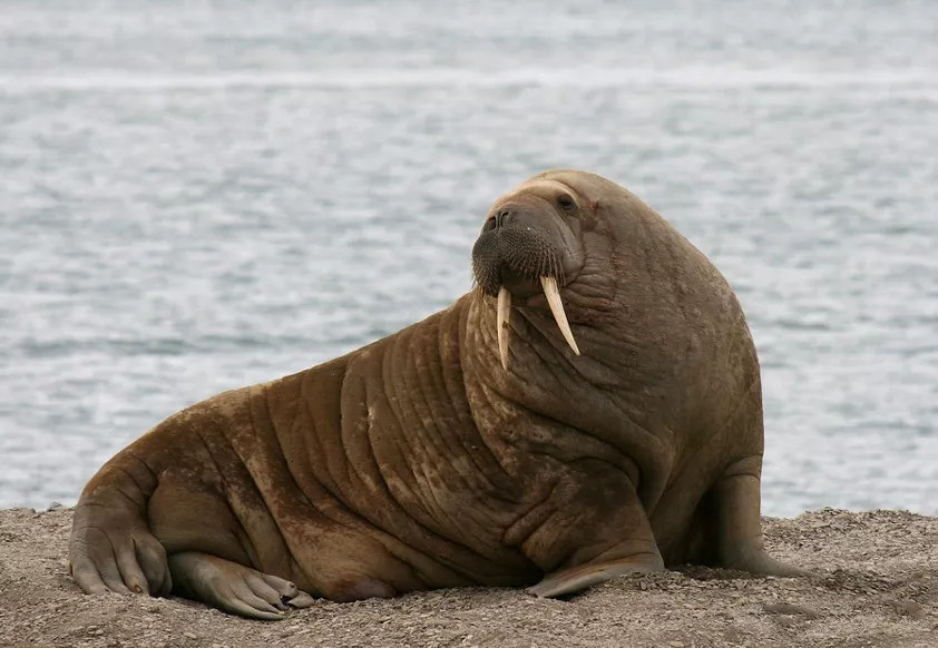 海豹?海狮?海狗?到底谁是谁_海象