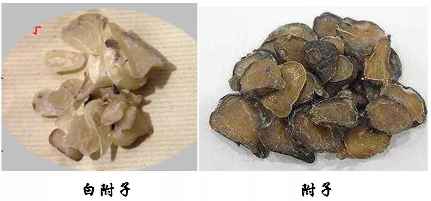 1,白芍vs赤芍 4, 白附子vs