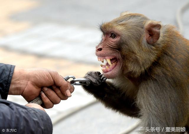 几只猴子一根鞭子抽打几下把钱挣耍猴艺人好日子怎么一下到头了