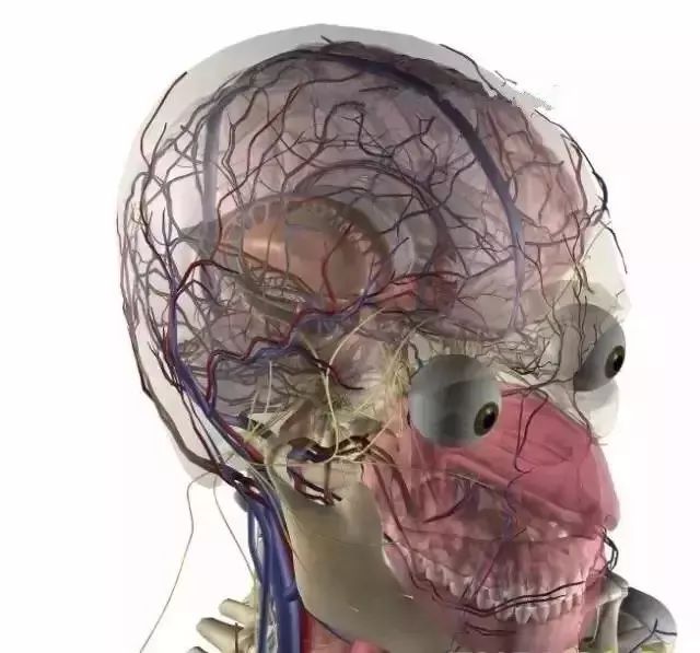 人体头部三维解剖图