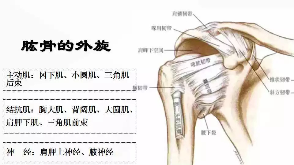 刷墙,打乒乓球拉球,这些过顶运动容易导致肱骨大结节与喙肩弓发生撞击