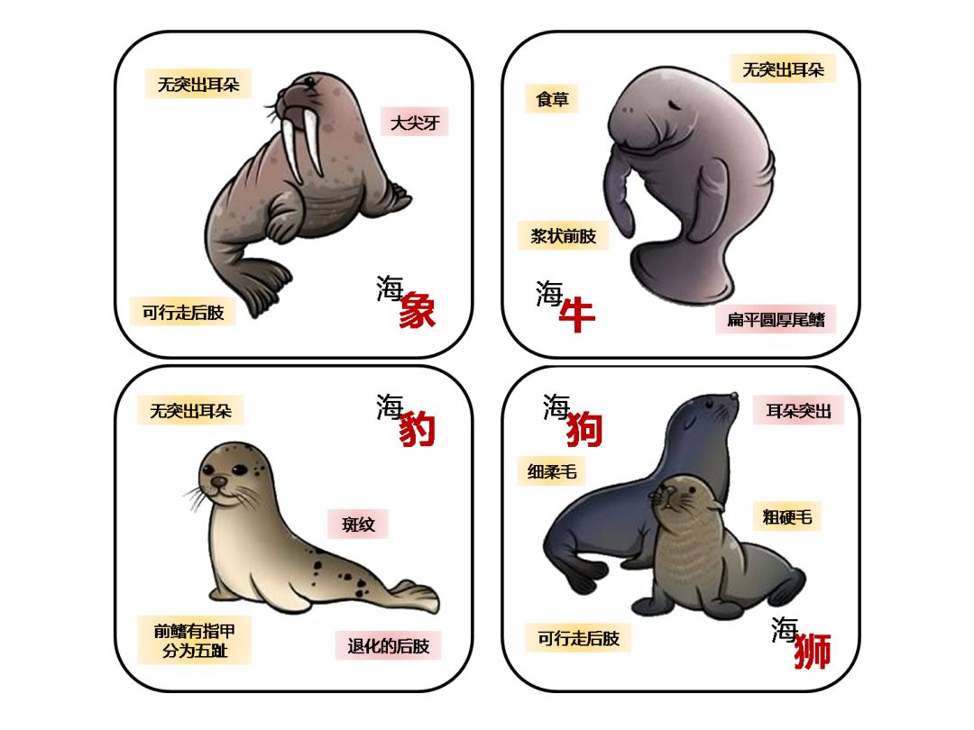 5,体型:海牛>海象>海狮>海豹>海狗 1,曲江海洋极地公园,极地馆布氏鲸