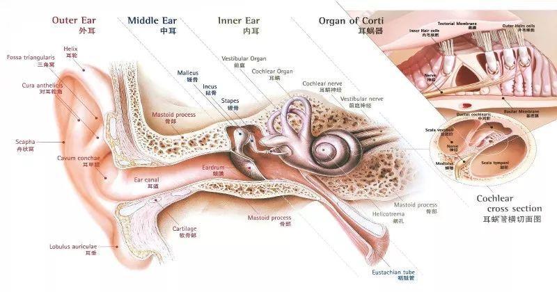 耳朵解剖图