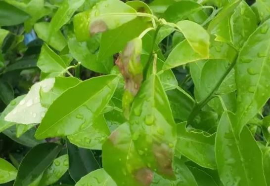 多雨涝害要注意预防柑橘疫菌褐腐病