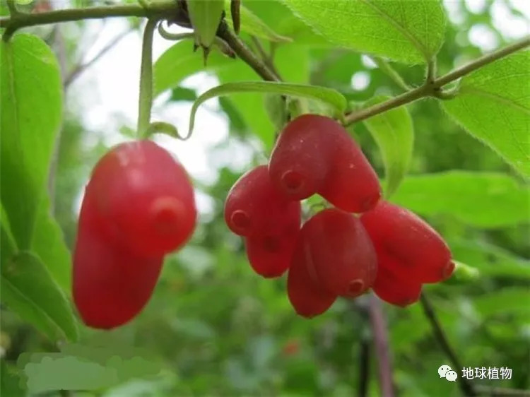 杈杷果|苦糖果并不苦 结出的果子都是爱你的形状