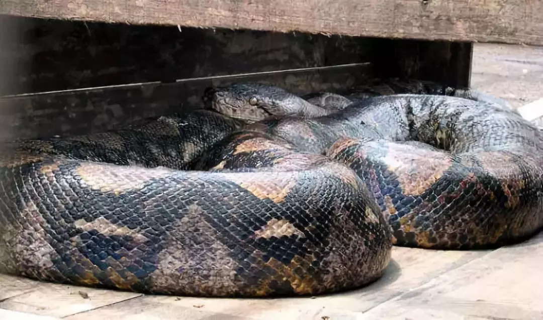 世界最的蛇_全世界最大的蛇,巨蛇泰坦蟒体长15.24米