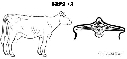 【微技术】奶牛的体况评分要点与应用