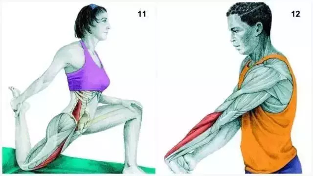 上斜方肌10,手压颈部侧曲锻炼部位:胸锁乳突肌9,颈部伸展拉伸锻炼