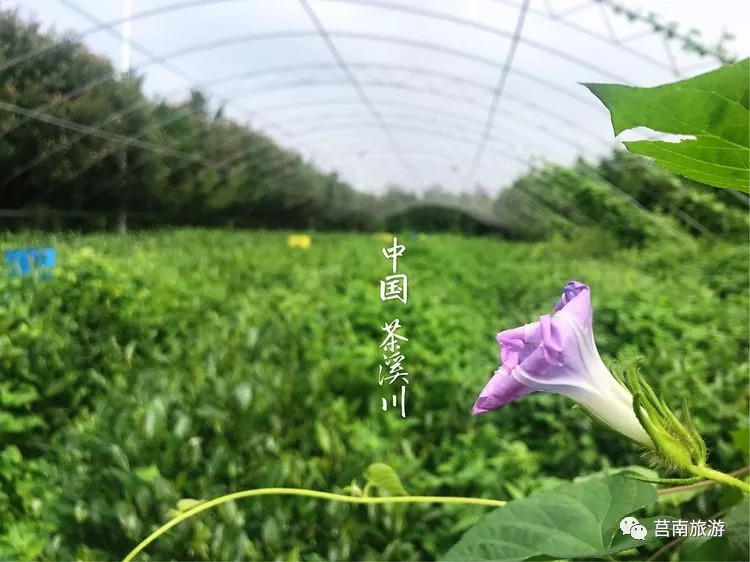 茶溪川就在莒南太美啦不要说不知道