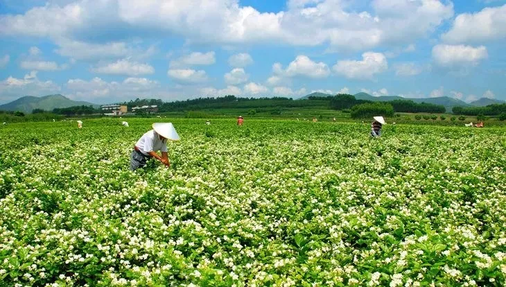 "智囊团"上线2018中国茉莉花茶文化节!助推我国花茶产业新发展