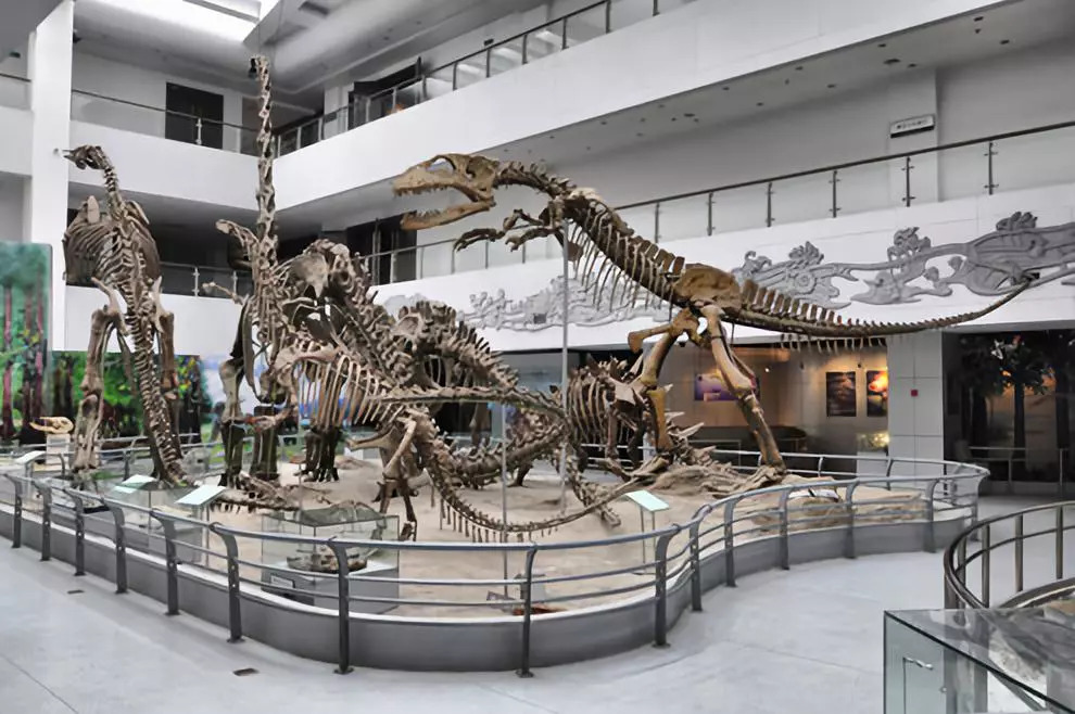 恐龙化石 / 图片来源: 中国地质大学逸夫博物馆