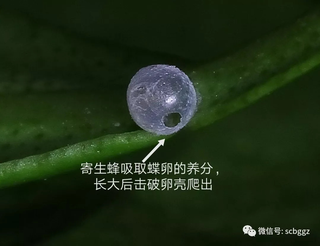 玉带凤蝶卵卵:玉带凤蝶的幼虫多数吃芸香科植物的嫩叶,因而成虫产卵