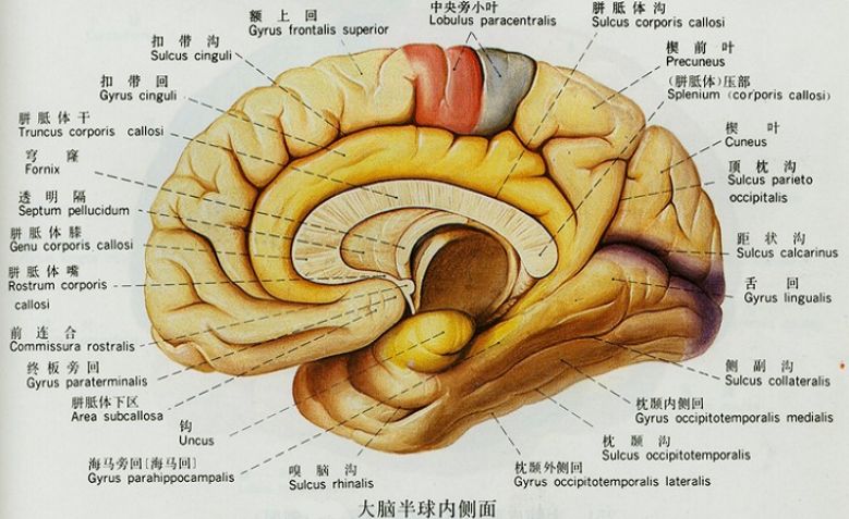 端脑内部结构包括: 侧脑室 基底核大脑皮质brodmann分区 端脑的髓质