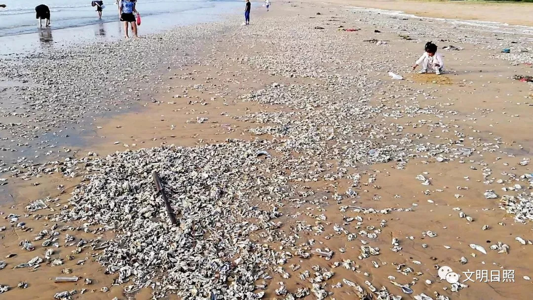 遍布沙滩的海漂垃圾,蛤蜊壳