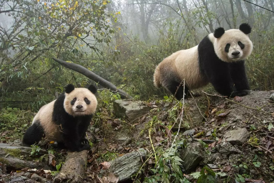 她蛰伏中国深山三年,只为记录野生熊猫,"或许这是人类