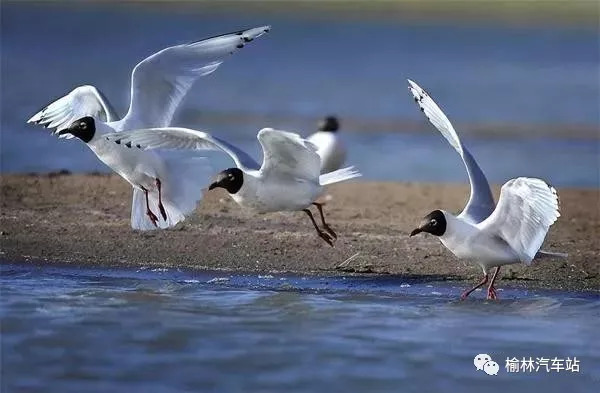 08贺治平红碱淖湖畔是金色的沙滩,暖暖的日光从蓝白相间的天际洒下