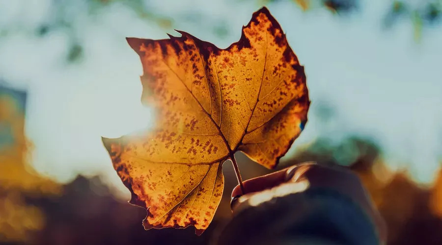最美的摄影季到了!秋天的叶子,这样拍出来特别有意境!