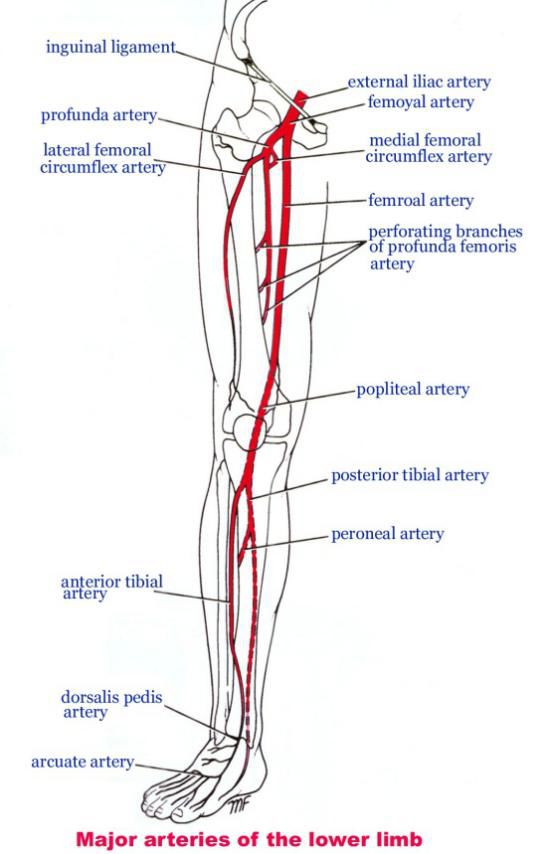 下肢动脉分布示意图